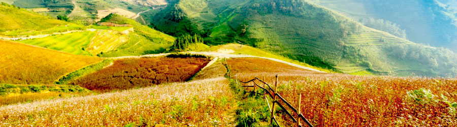 Buckwheat Flower Festival in Ha Giang